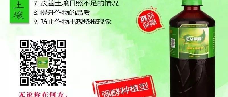 分享：EM原露种植用户反馈选登-微生态农业网