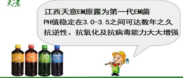 有机绿色种植首选EM原露，具体怎么做？精选159篇文章集结，相信你能找到你要的-微生态农业网