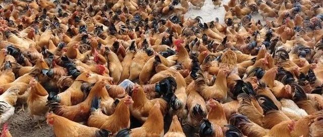 【案例】河池宜州市这个鸡场采用发酵饲料与中草药养殖生态鸡，创造出持续性的好效益