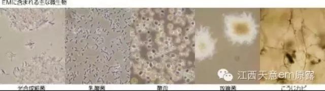 微生物可以养活全世界美国从几十年中大量的数据得出一个结论：“微生物可以养活世界”微生物可以养活全世界-微生态农业网