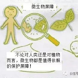 小课堂：微生物也会守护植物的叶子-微生态农业网